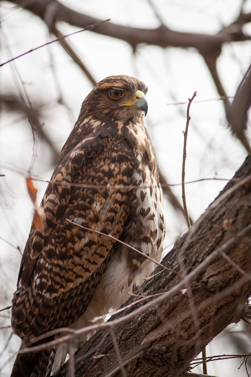 Harris's Hawk - Ariel Cabrera Foix
