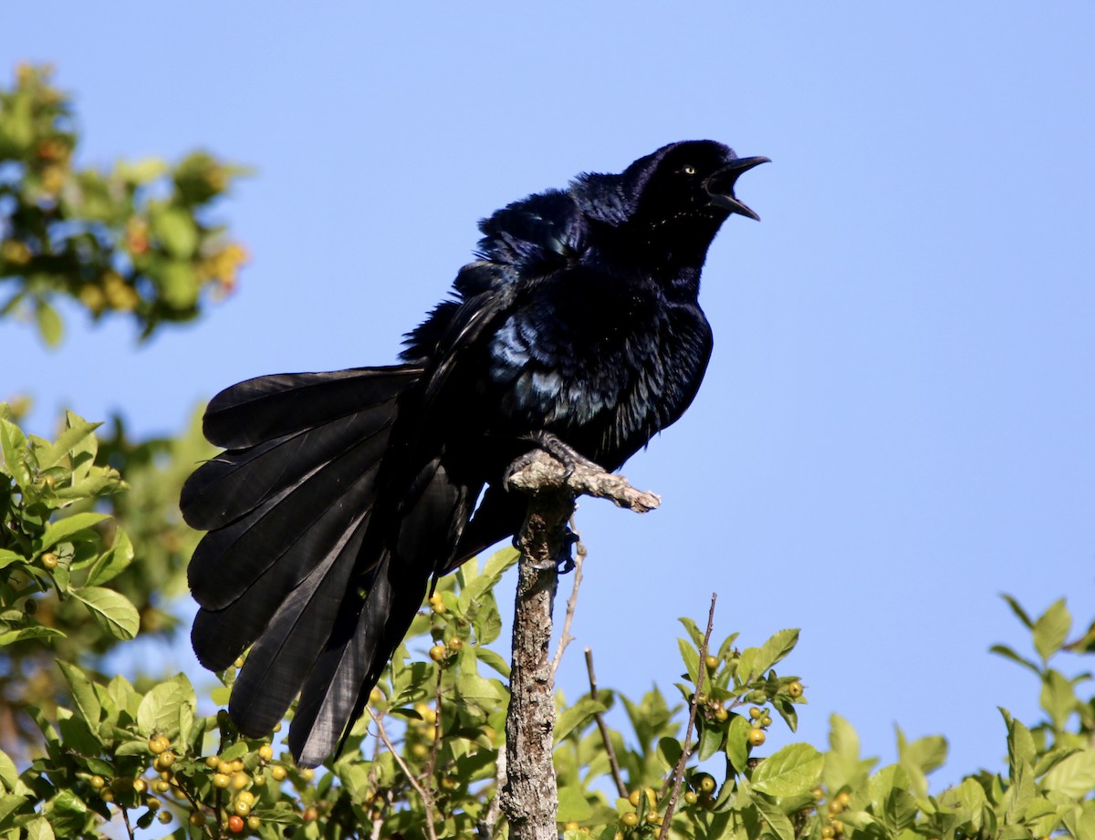 Great-tailed Grackle - ML576797101