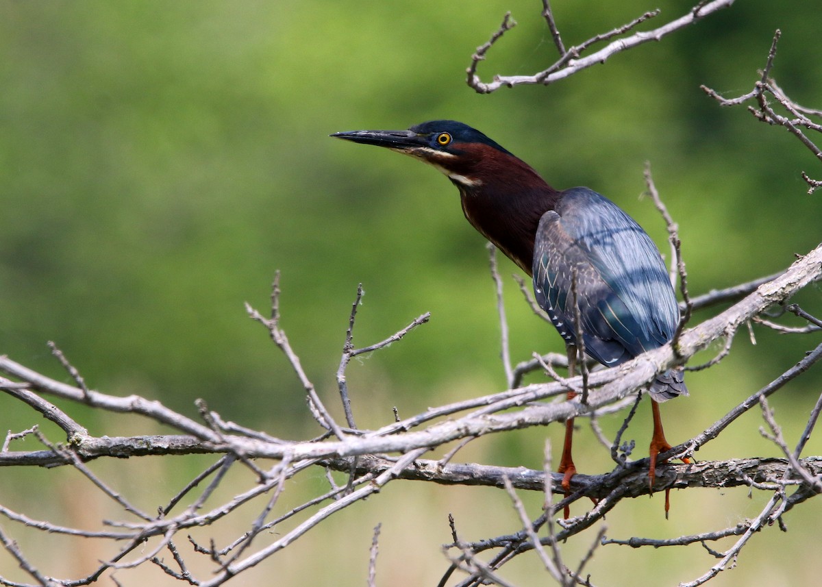 Green Heron - ML576797721