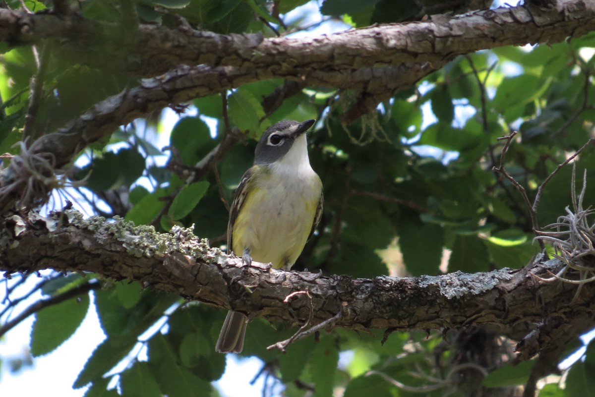 Blue-headed Vireo - Lora Reynolds