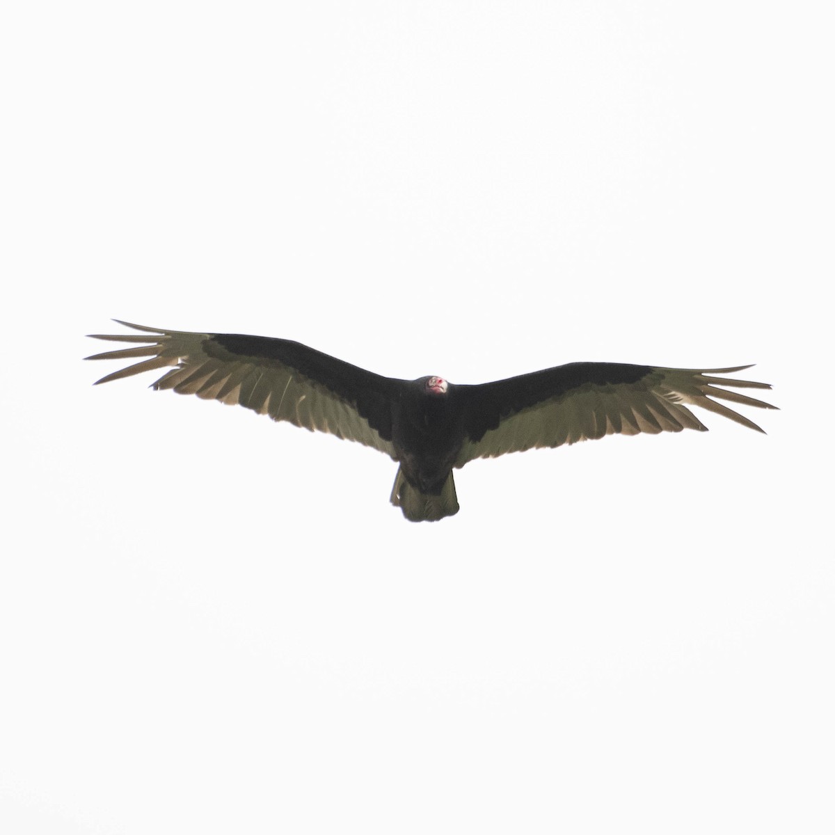 Turkey Vulture - ML576799271