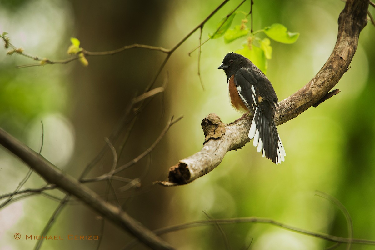 Eastern Towhee - Michael Cerizo