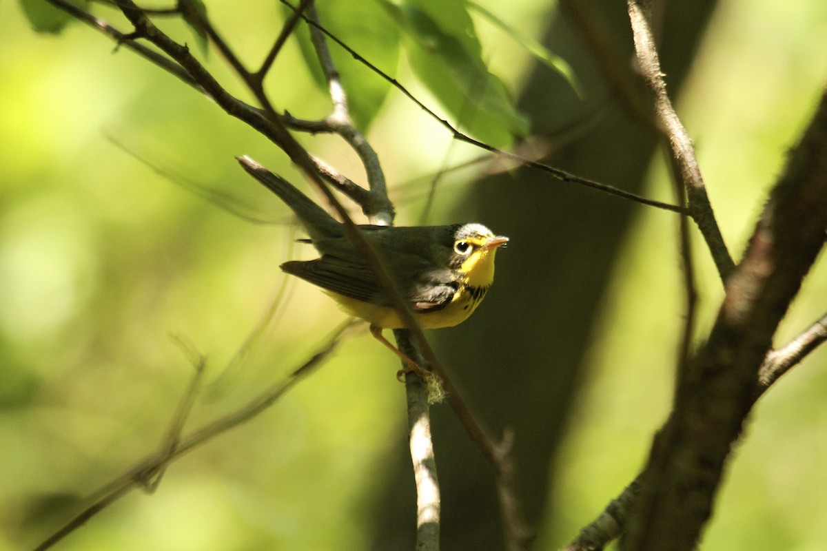 Canada Warbler - ryan  doherty