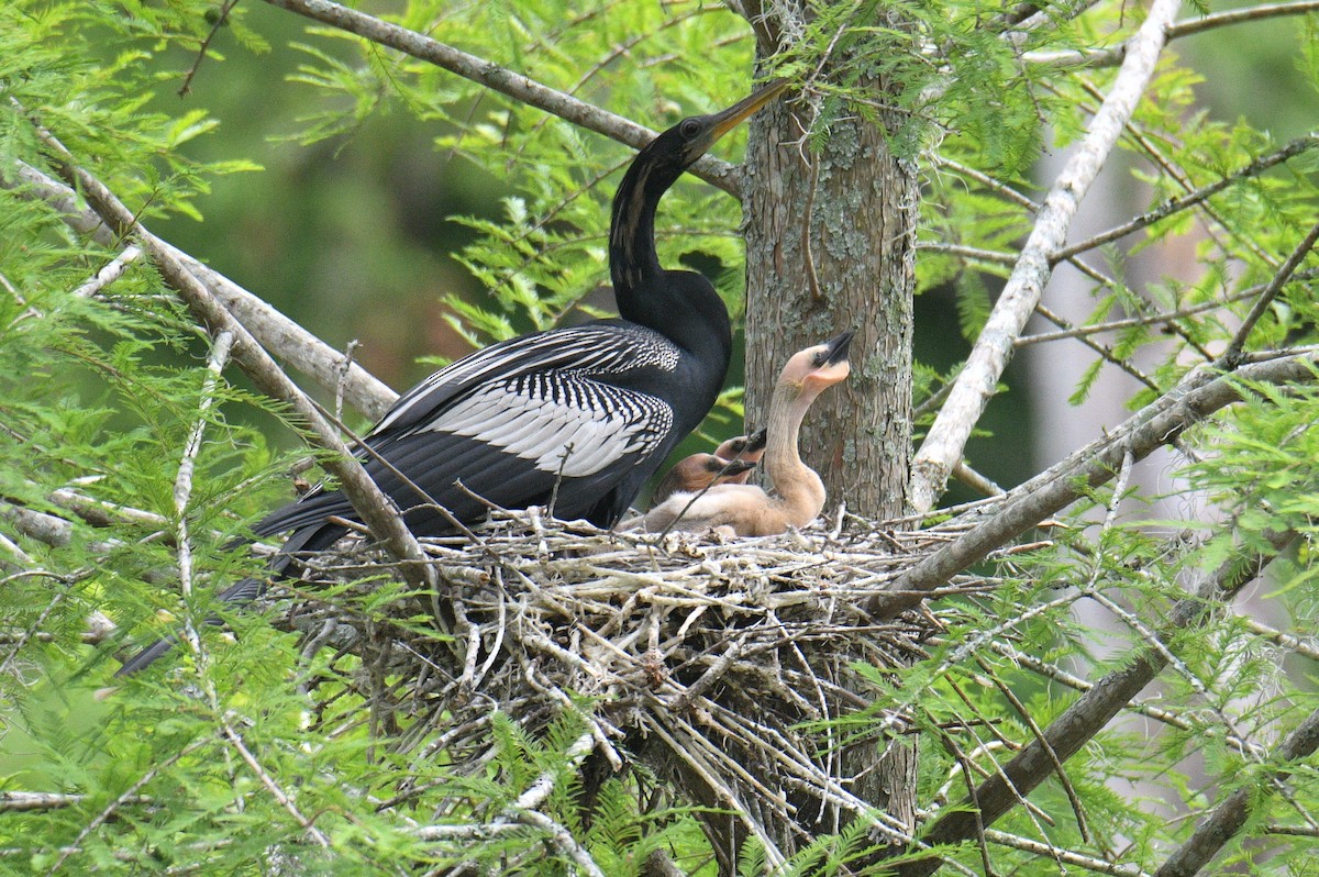 anhinga americká - ML576799801