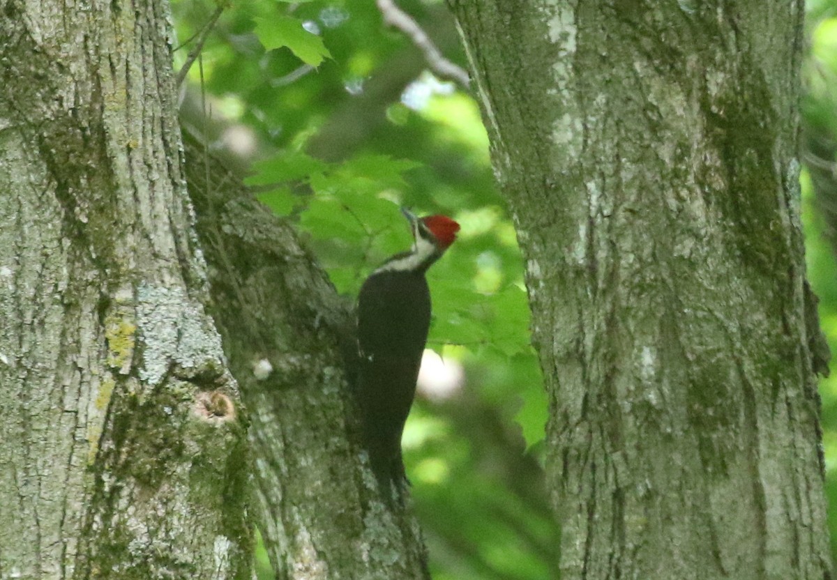 Pileated Woodpecker - ML576799921