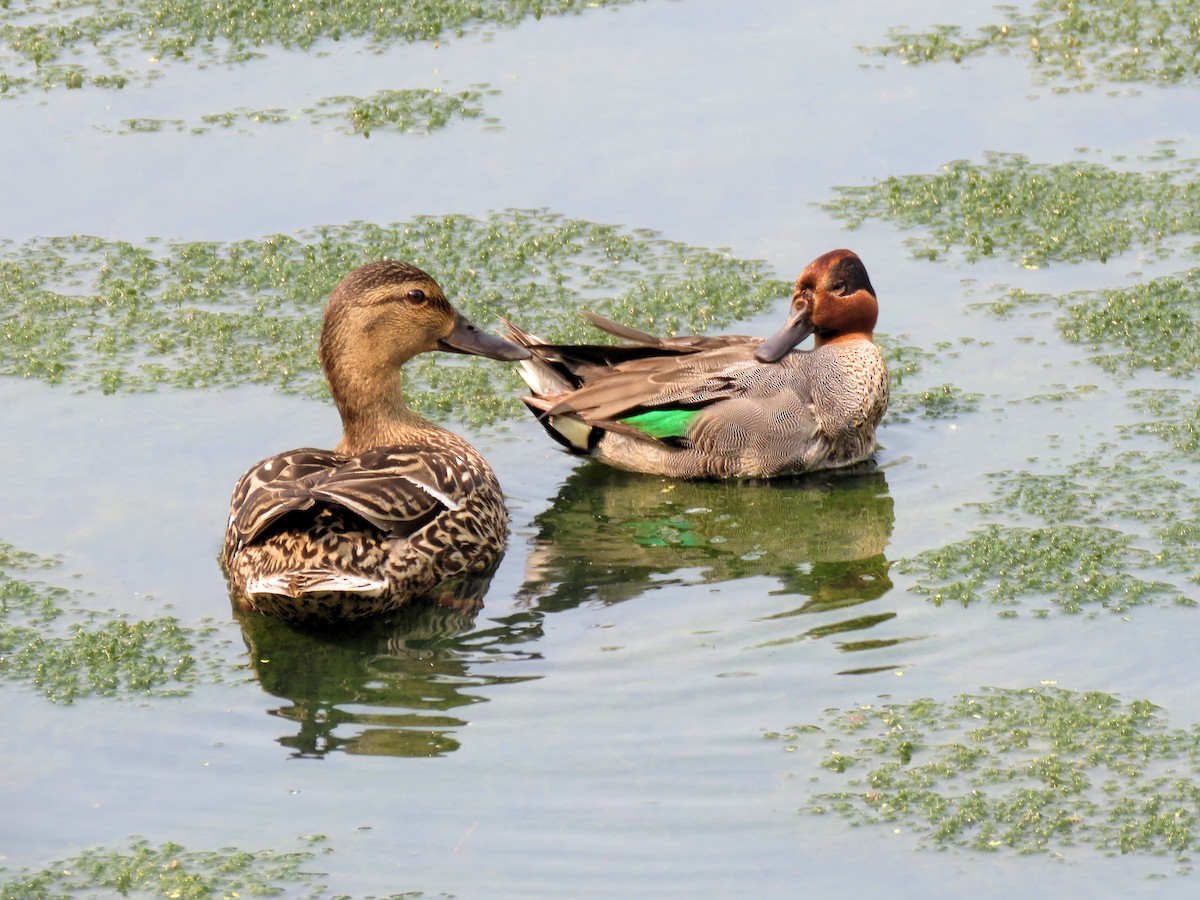 Green-winged Teal - Dean Newhouse