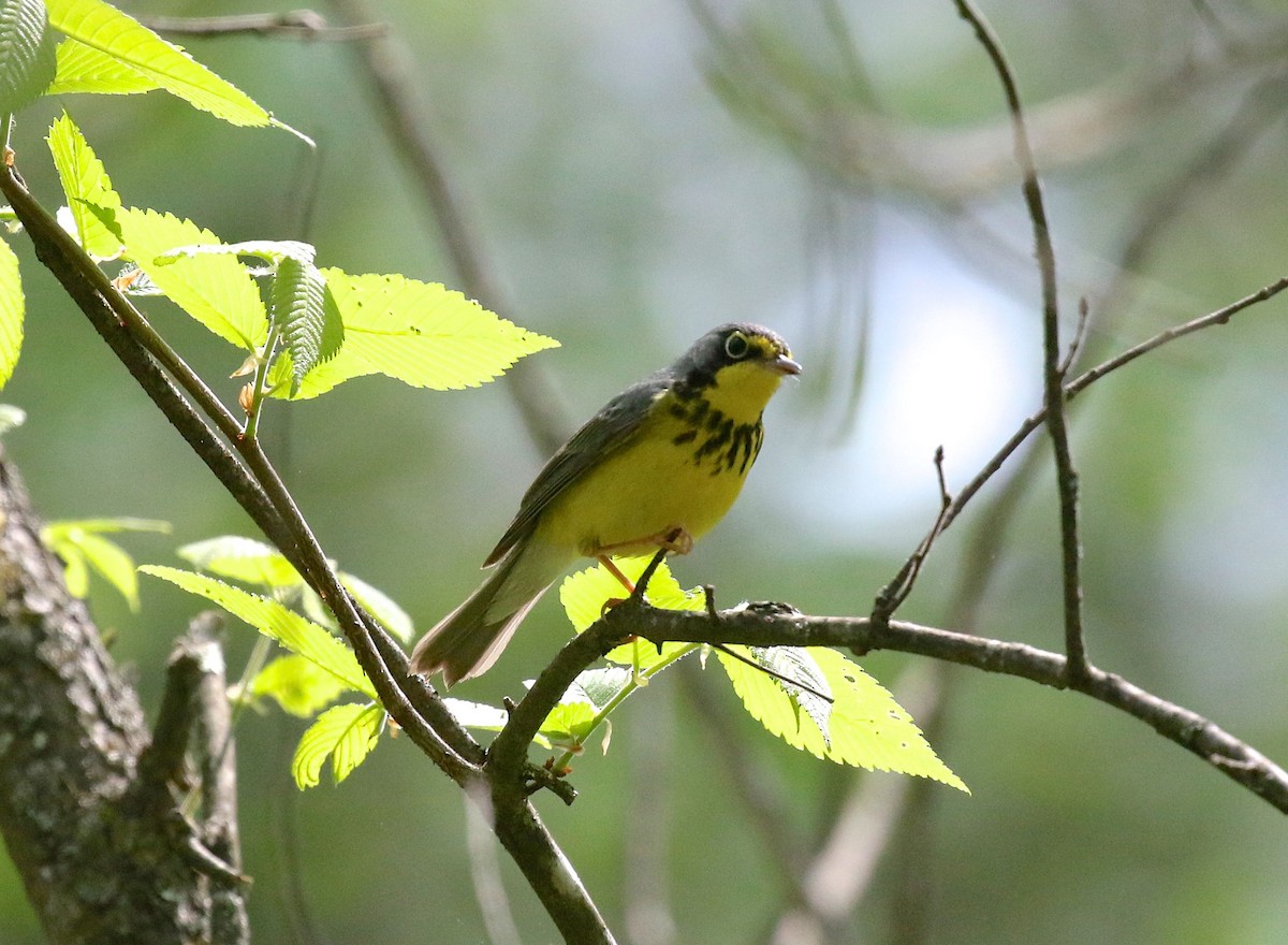 Canada Warbler - Mary Backus