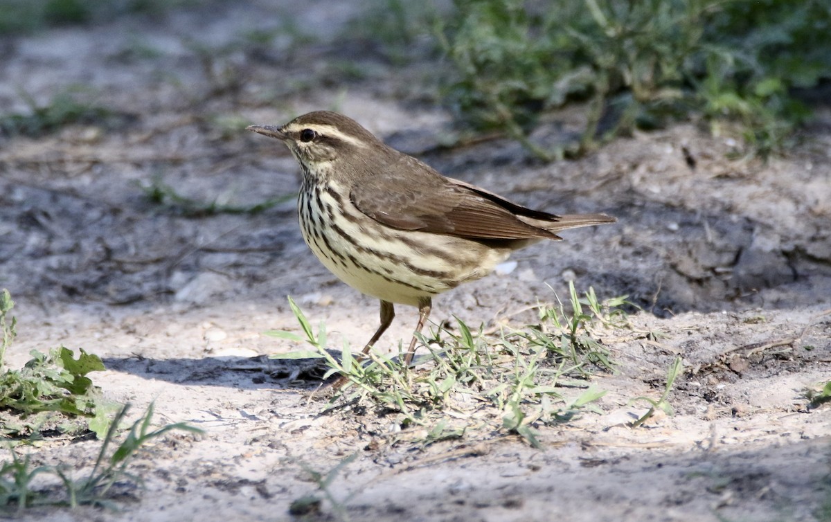 Northern Waterthrush - ML576801341