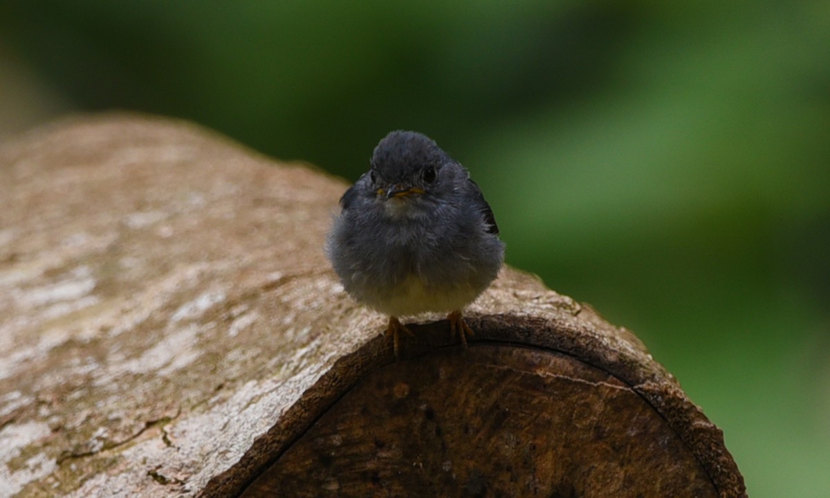 Yellow-footed Flycatcher - ML576801671