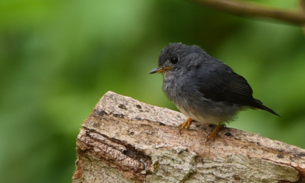 Papamoscas Patigualdo - ML576801681