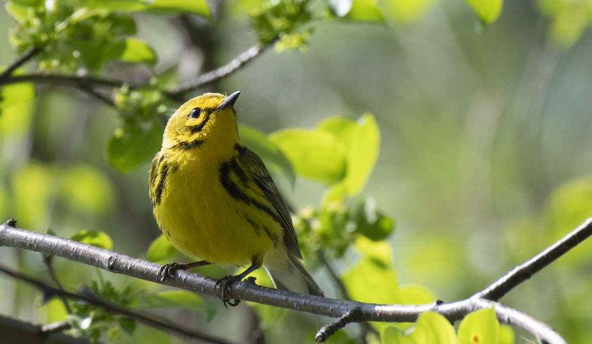 Prairie Warbler - ML576802151