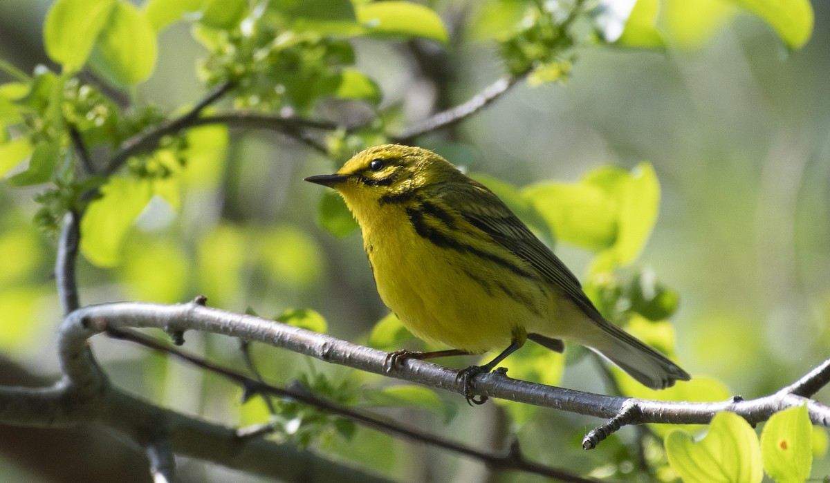 Prairie Warbler - Calvin Borgmann