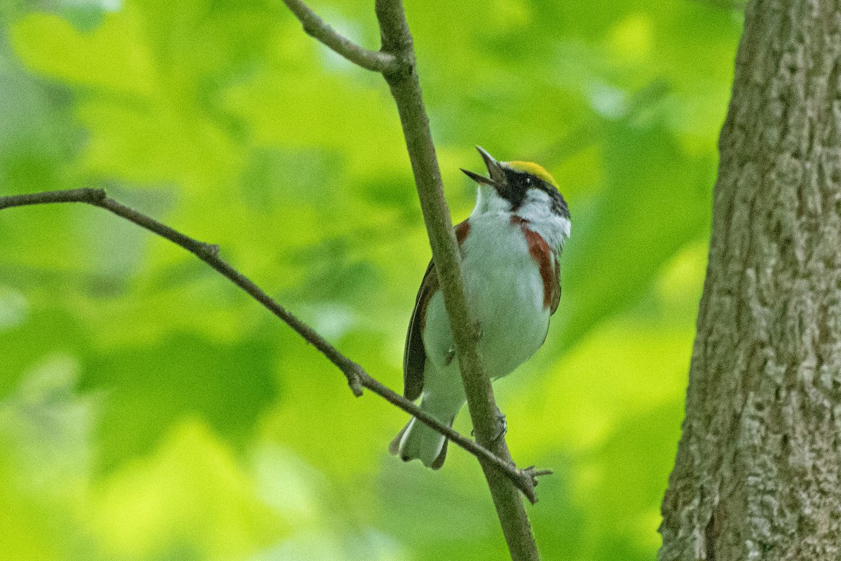 Chestnut-sided Warbler - ML576802351