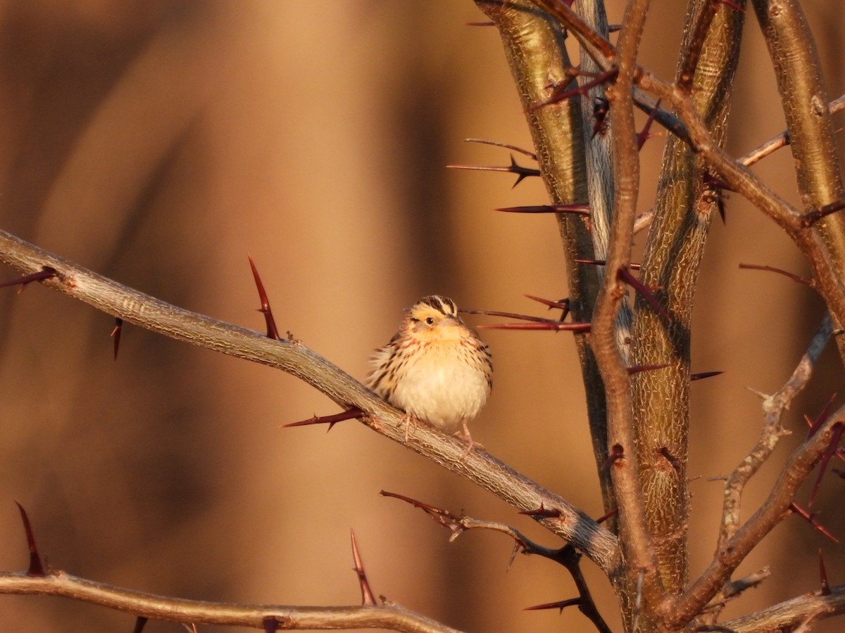 LeConte's Sparrow - Fritz Davis