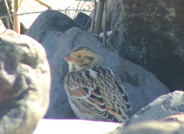 Lapland Longspur - ML576803691