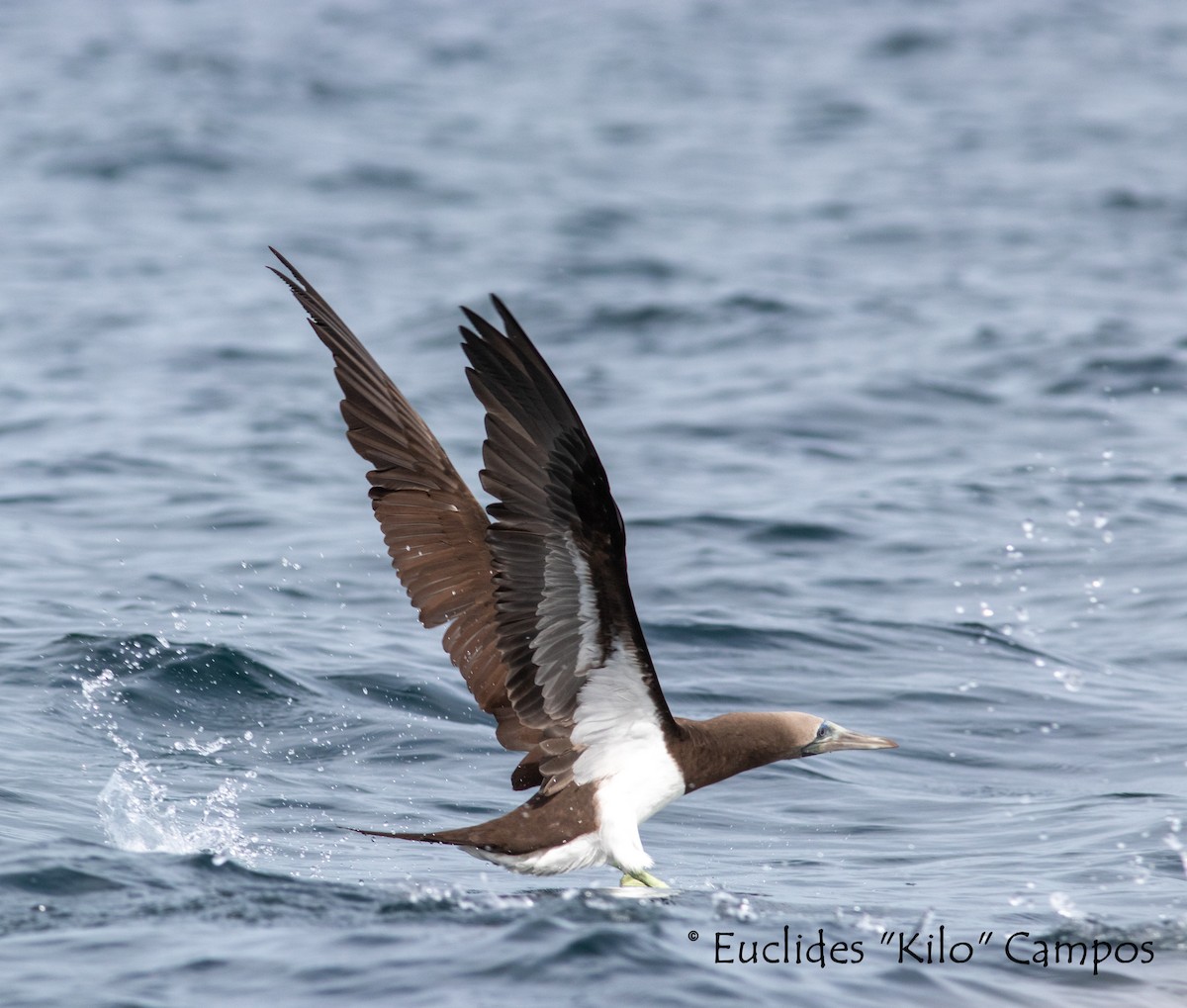 Brown Booby (Colombian) - Euclides "Kilo" Campos