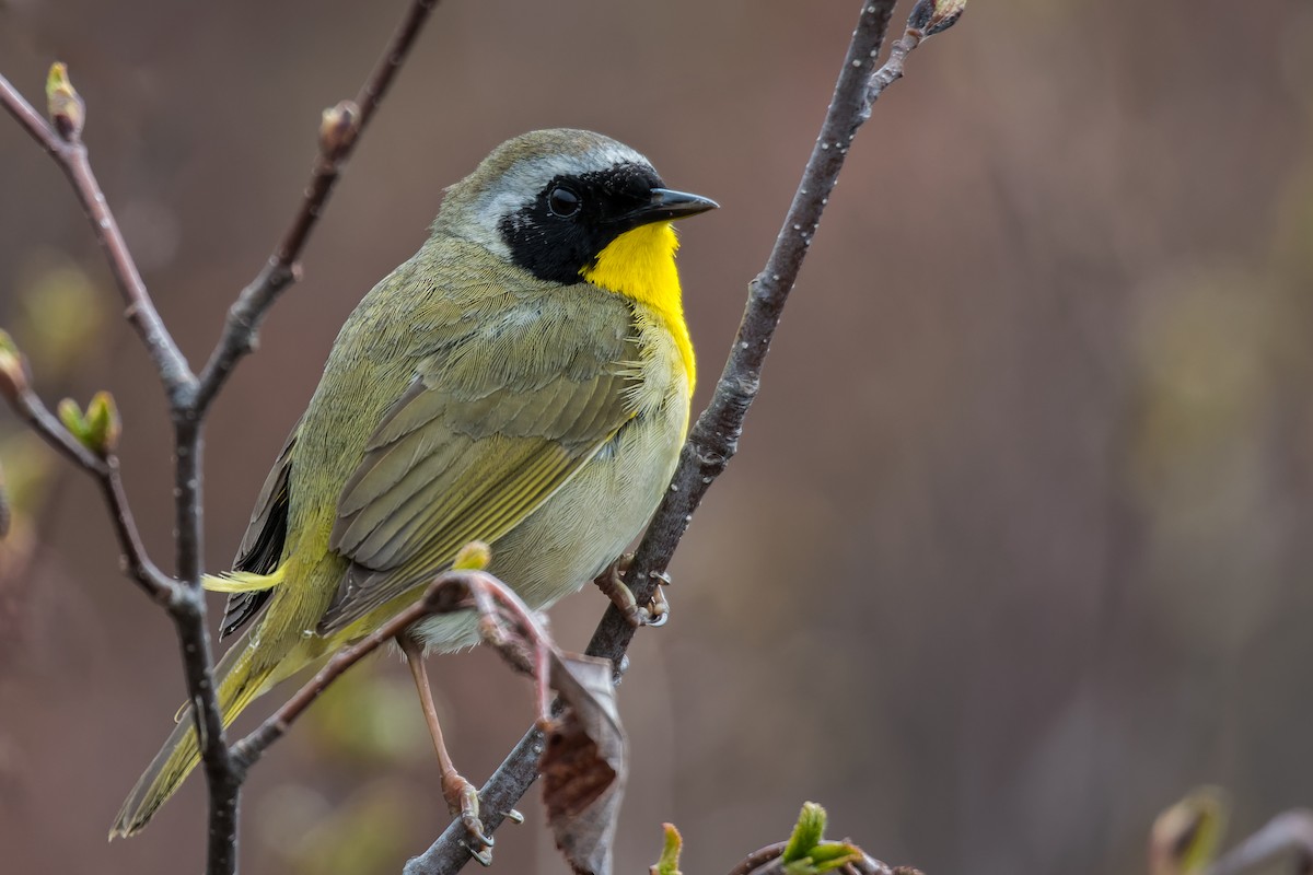 Common Yellowthroat - ML576804221