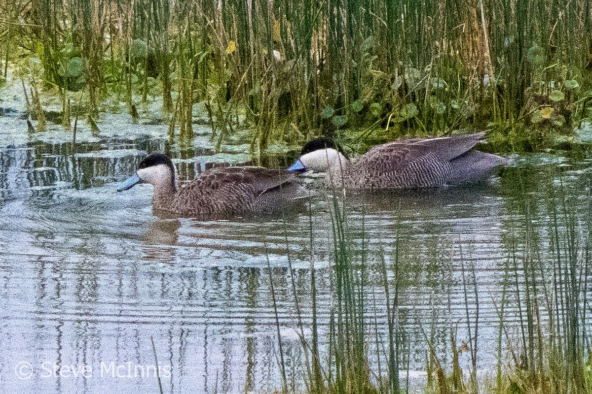 Puna Teal - Steve McInnis