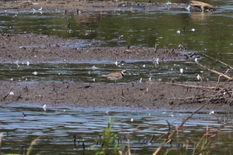 Little Ringed Plover - ML576805111