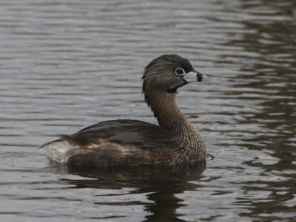 Pied-billed Grebe - Markus Deutsch