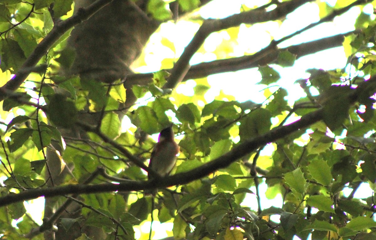 Bay-breasted Warbler - ML576808901