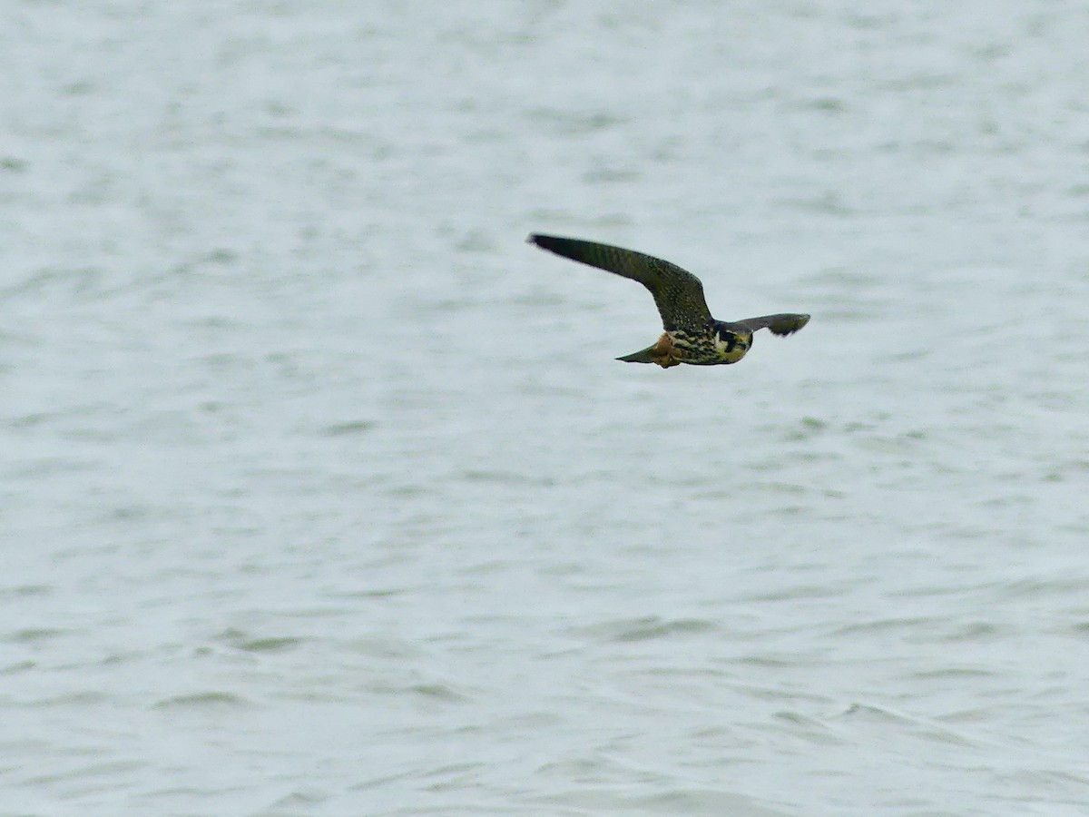 Eurasian Hobby - Maggie Geer