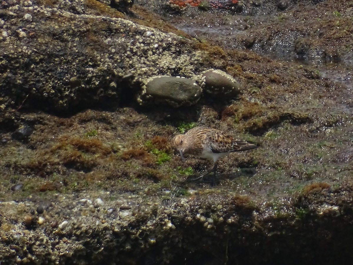 Sanderling - Josu Meléndez Arteaga