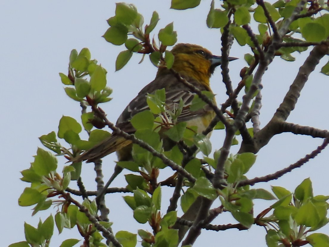 Bullock's Oriole - ML576809861