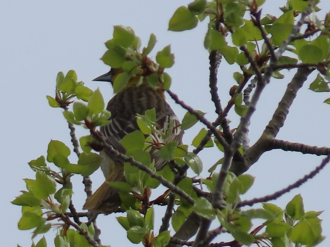 Bullock's Oriole - ML576809931