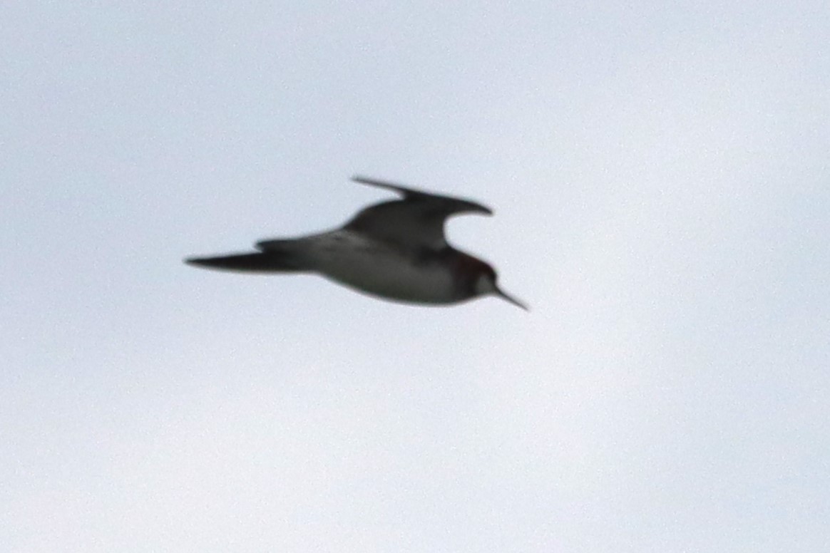 Red-necked Phalarope - Vincent O'Brien