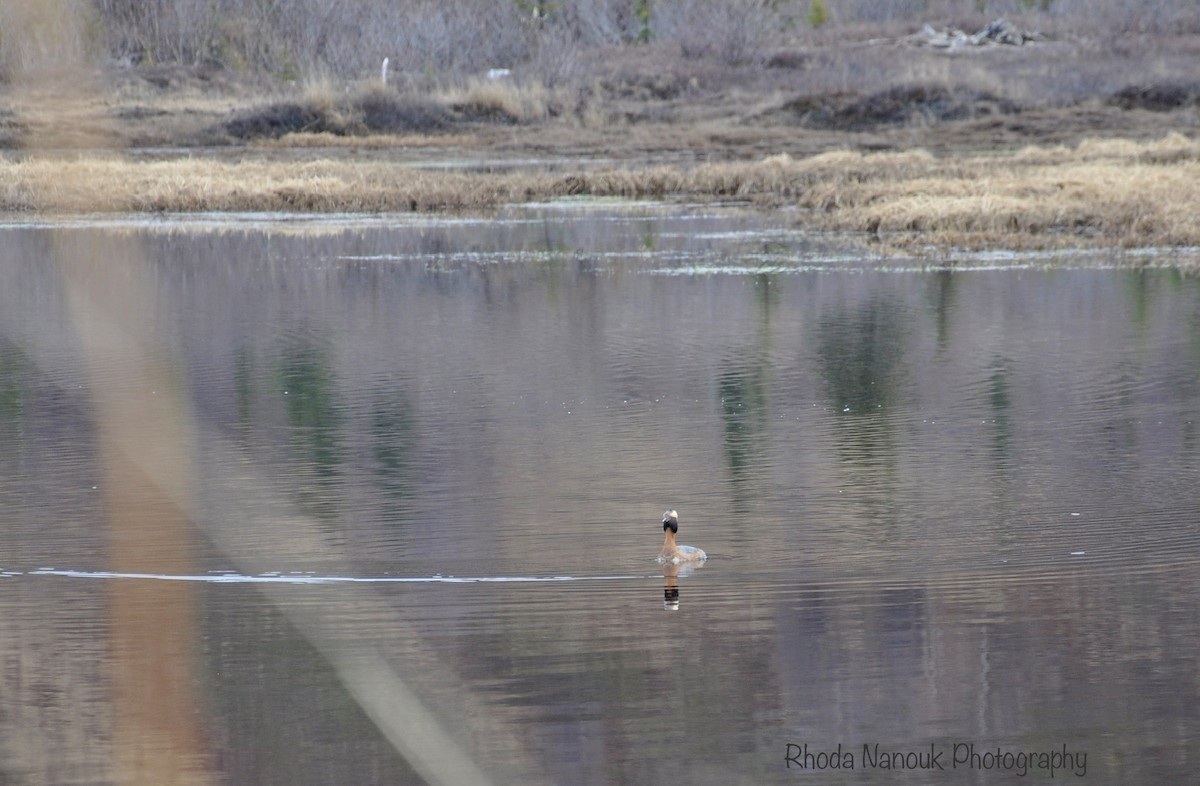 Horned Grebe - ML576812901