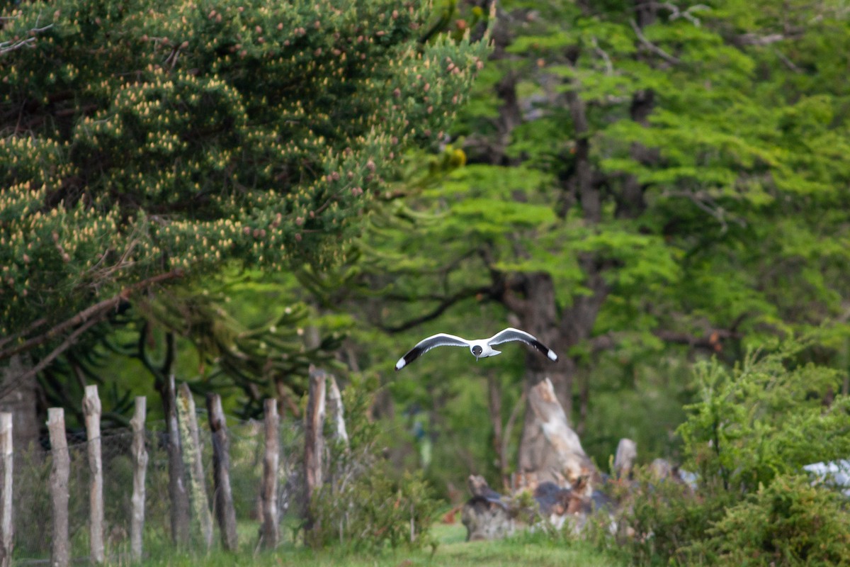 Brown-hooded Gull - ML576814431