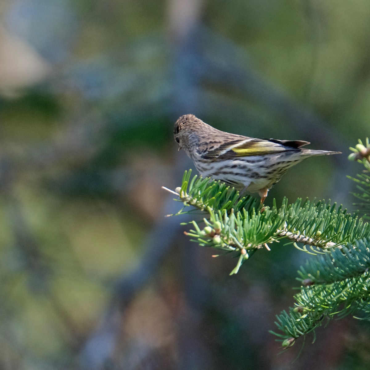 Pine Siskin - ML576814791