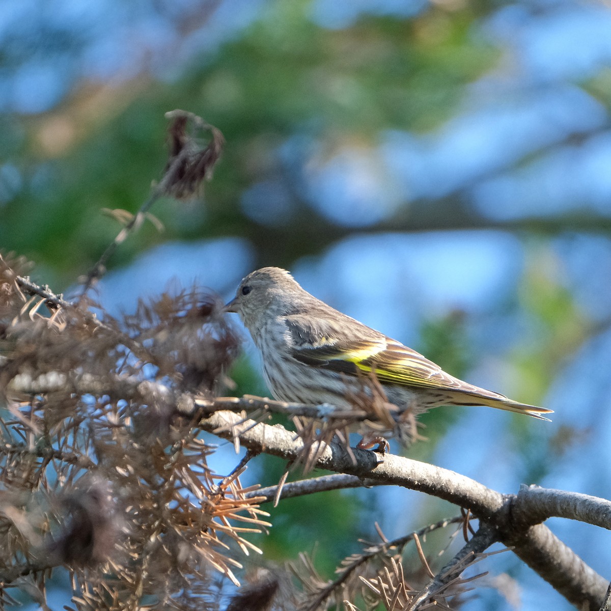 Pine Siskin - ML576814811