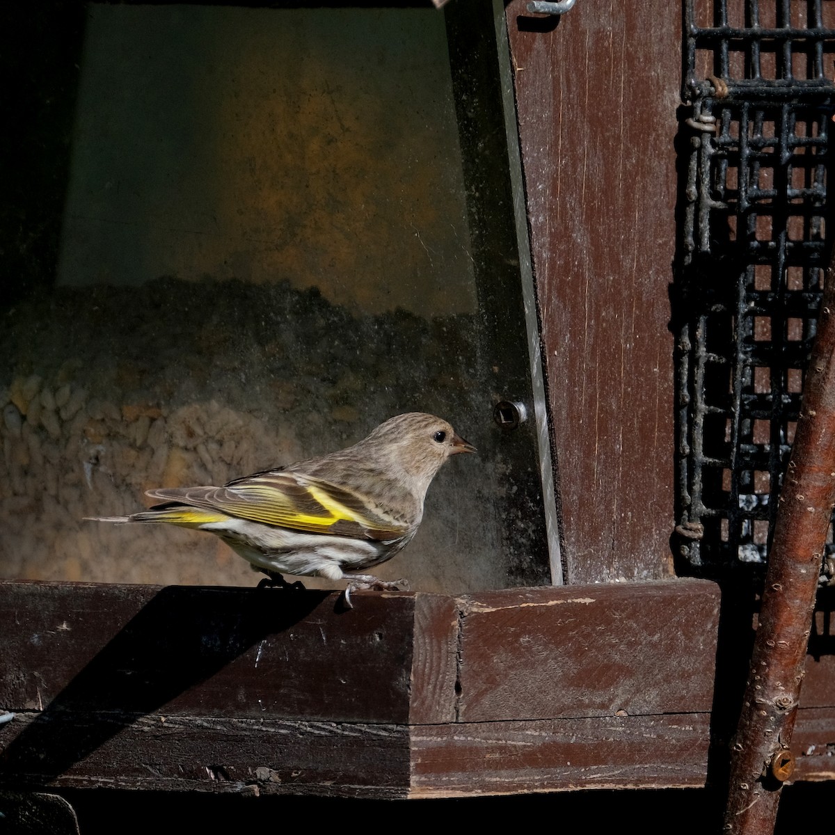 Pine Siskin - ML576814861