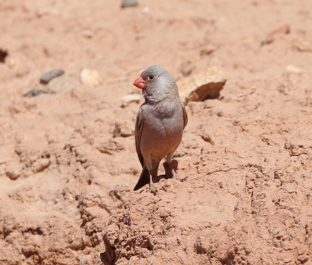 Trumpeter Finch - sean clancy