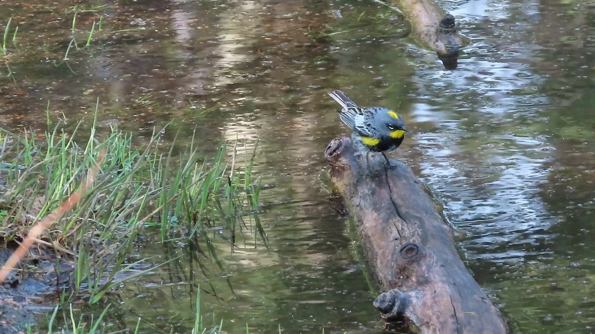 Yellow-rumped Warbler - ML576815221