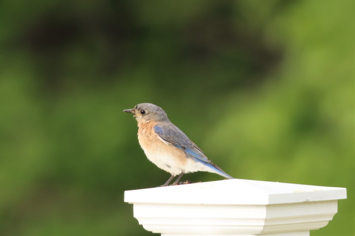 Eastern Bluebird - ML576815801