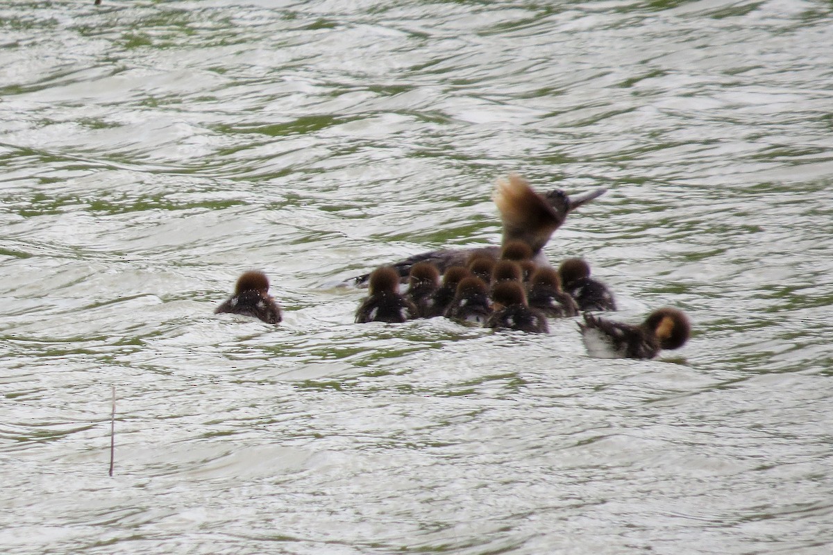 Hooded Merganser - ML57681641