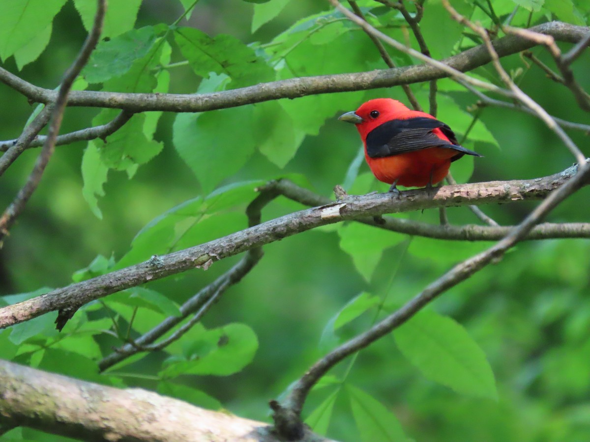 Scarlet Tanager - ML576816421