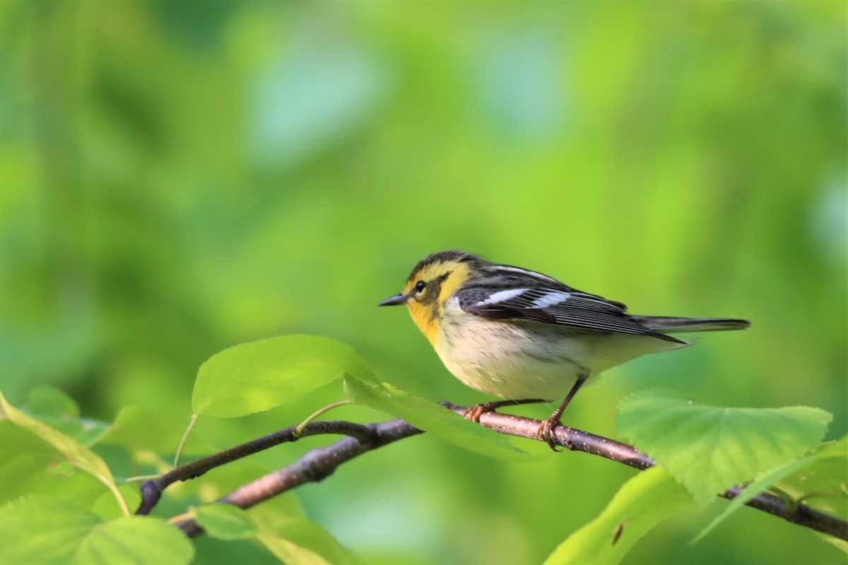 Blackburnian Warbler - ML576817591