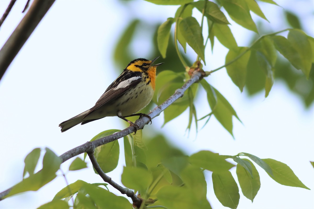 Blackburnian Warbler - ML576817611