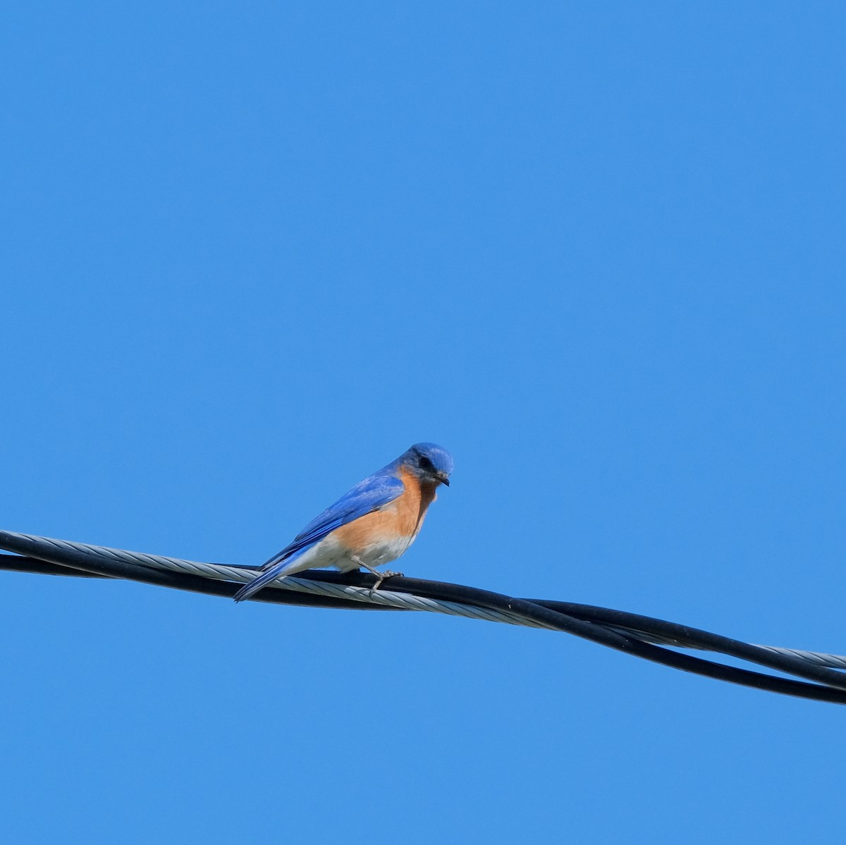 Eastern Bluebird - ML576817821