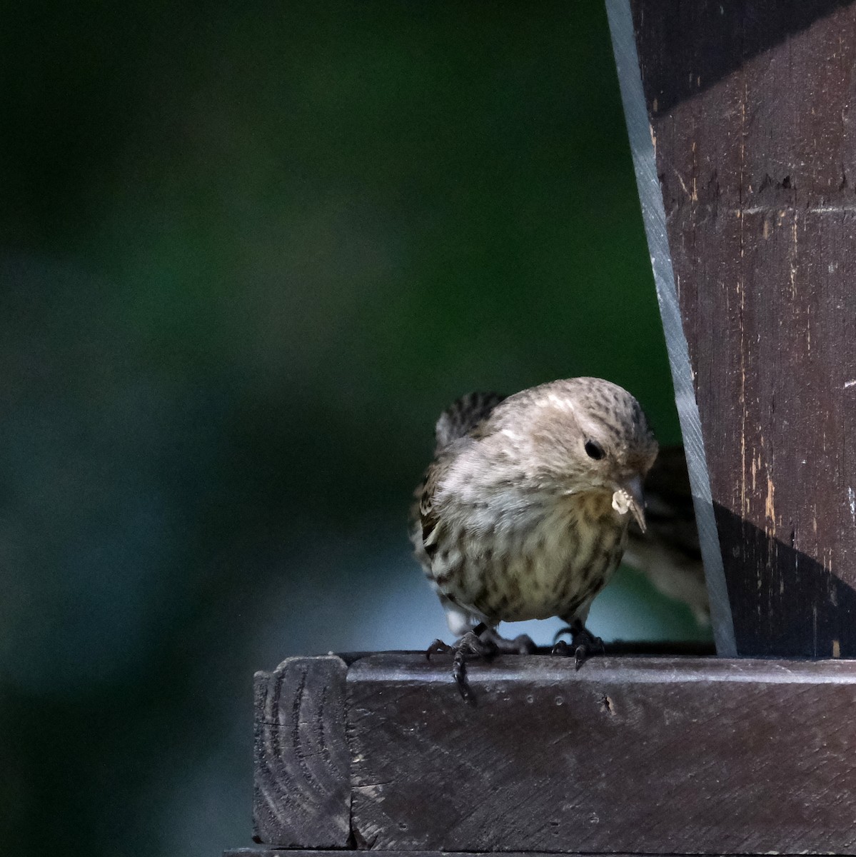 Pine Siskin - ML576817941