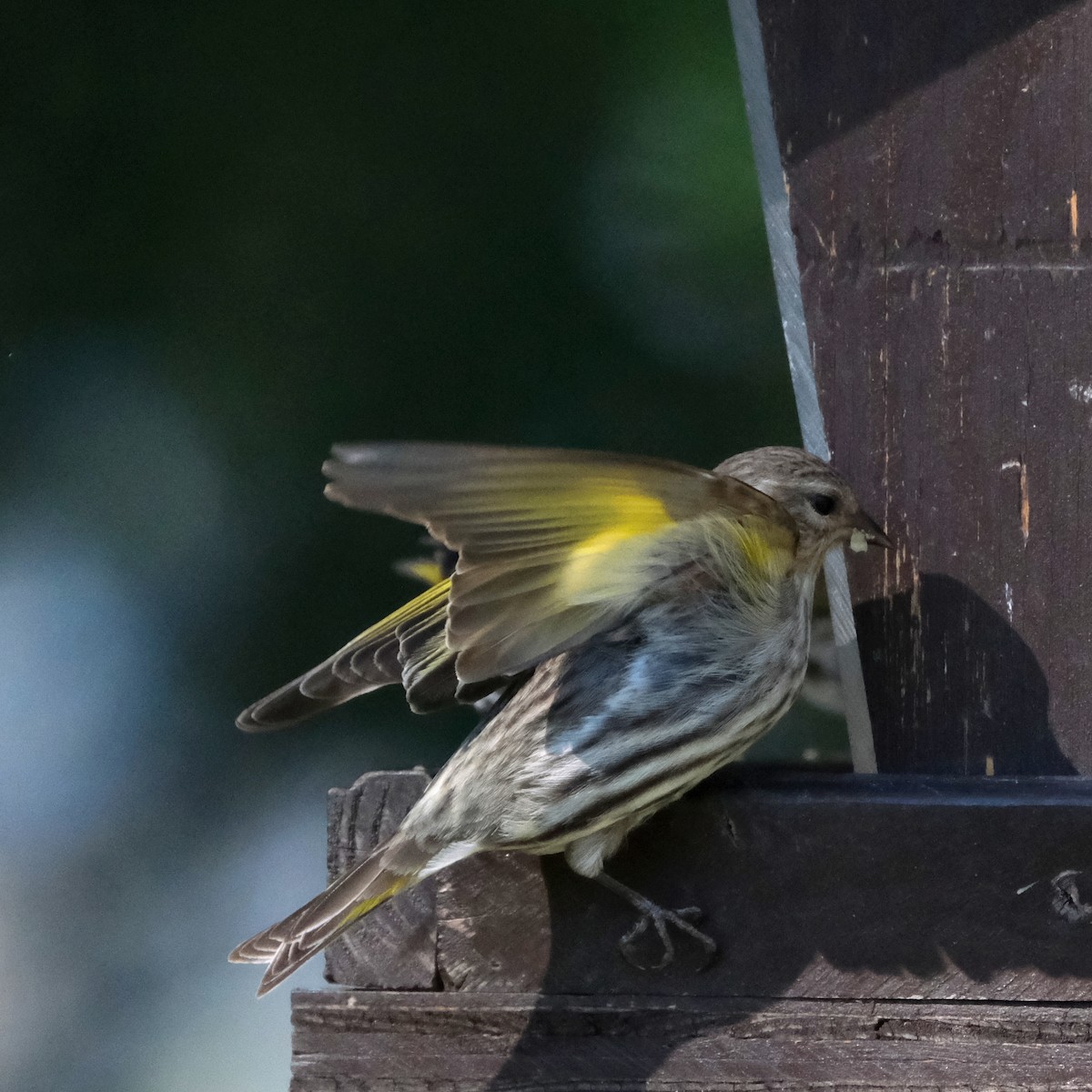 Pine Siskin - ML576817961