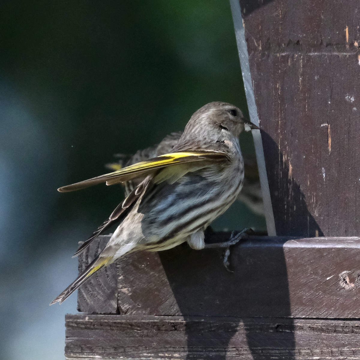 Pine Siskin - ML576817971