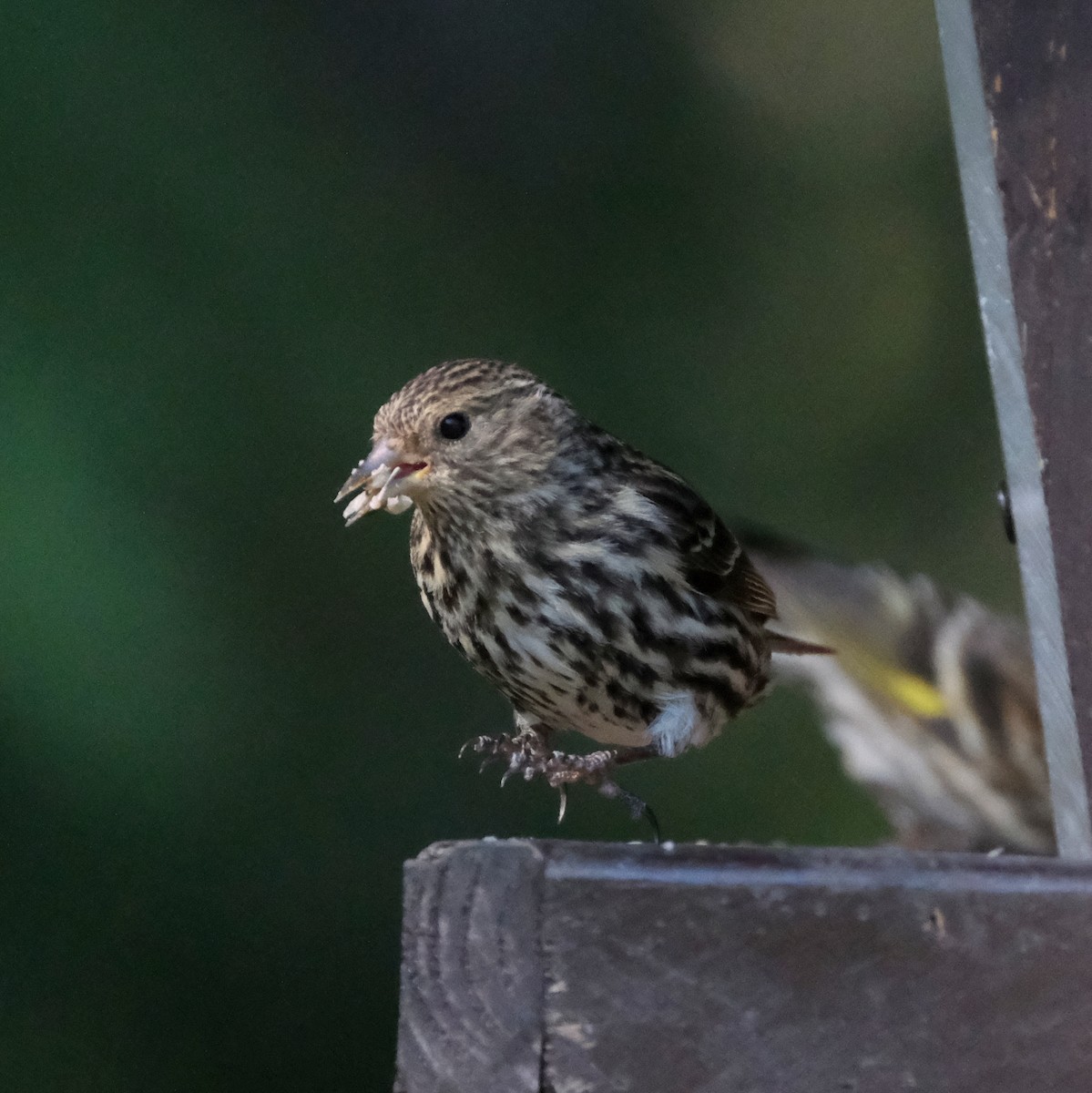 Pine Siskin - ML576818001