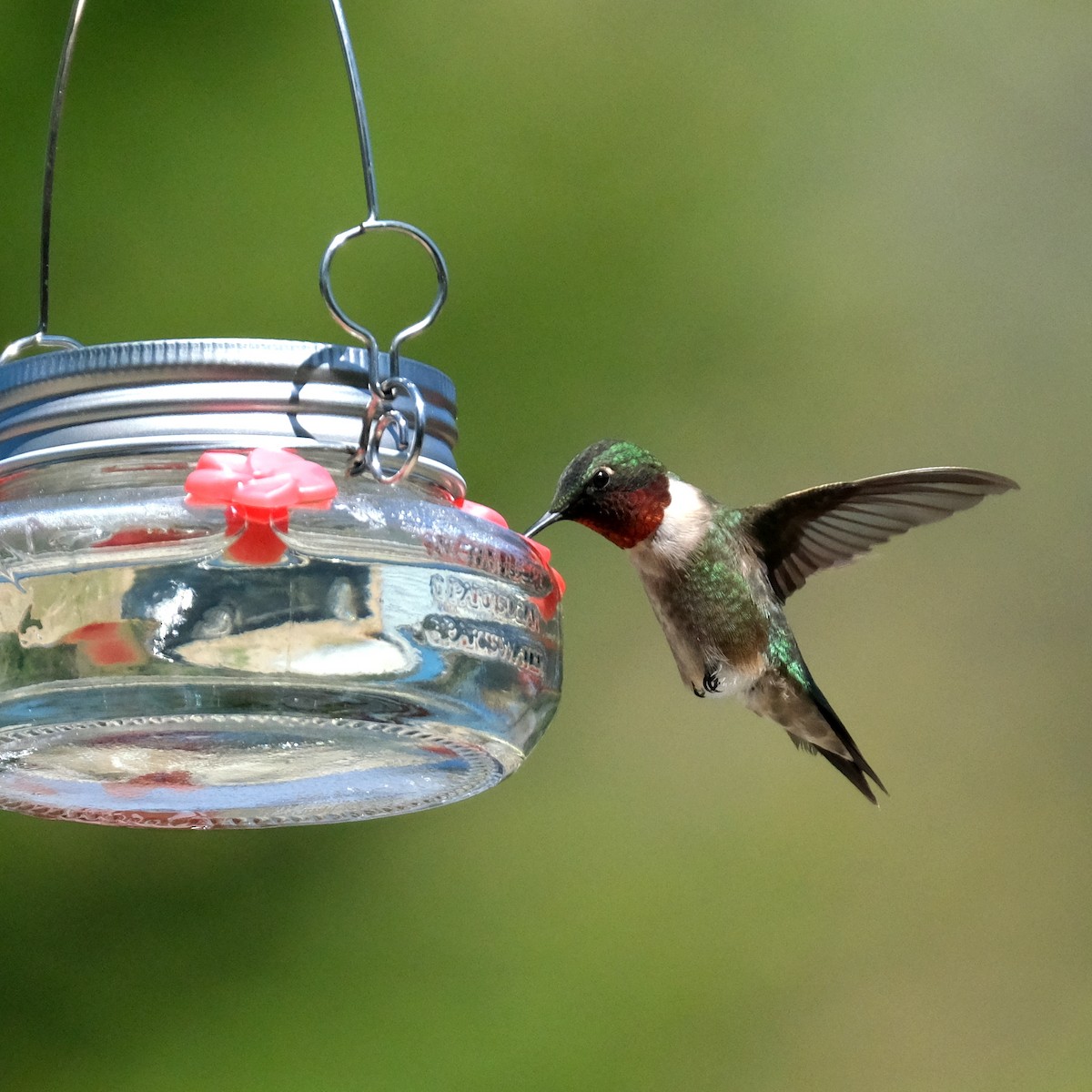 Ruby-throated Hummingbird - ML576818191