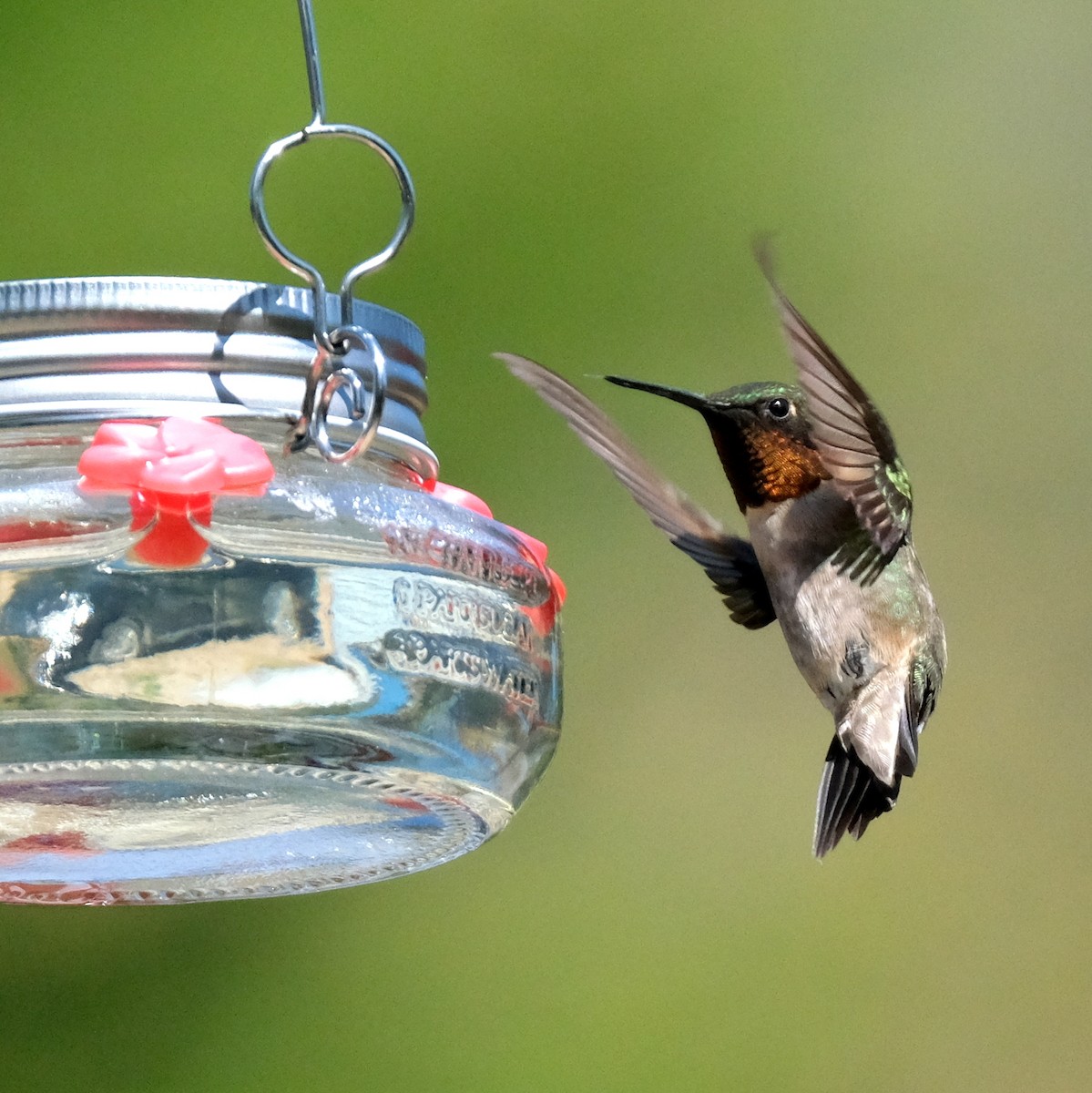 Ruby-throated Hummingbird - ML576818201