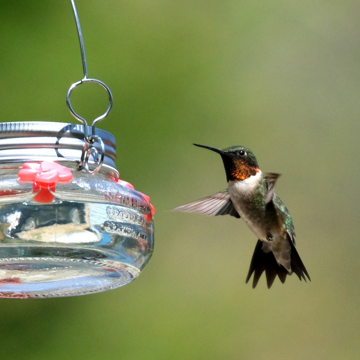 Ruby-throated Hummingbird - ML576818241